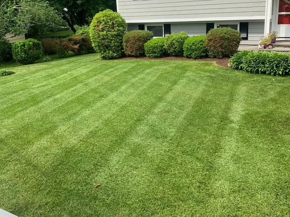 Freshly mowed lawn with crisp mowing stripes next to trimmed shrub beds and a gray house